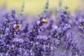 Coltivare la Lavanda: Profumi e Colori nel Tuo Giardino